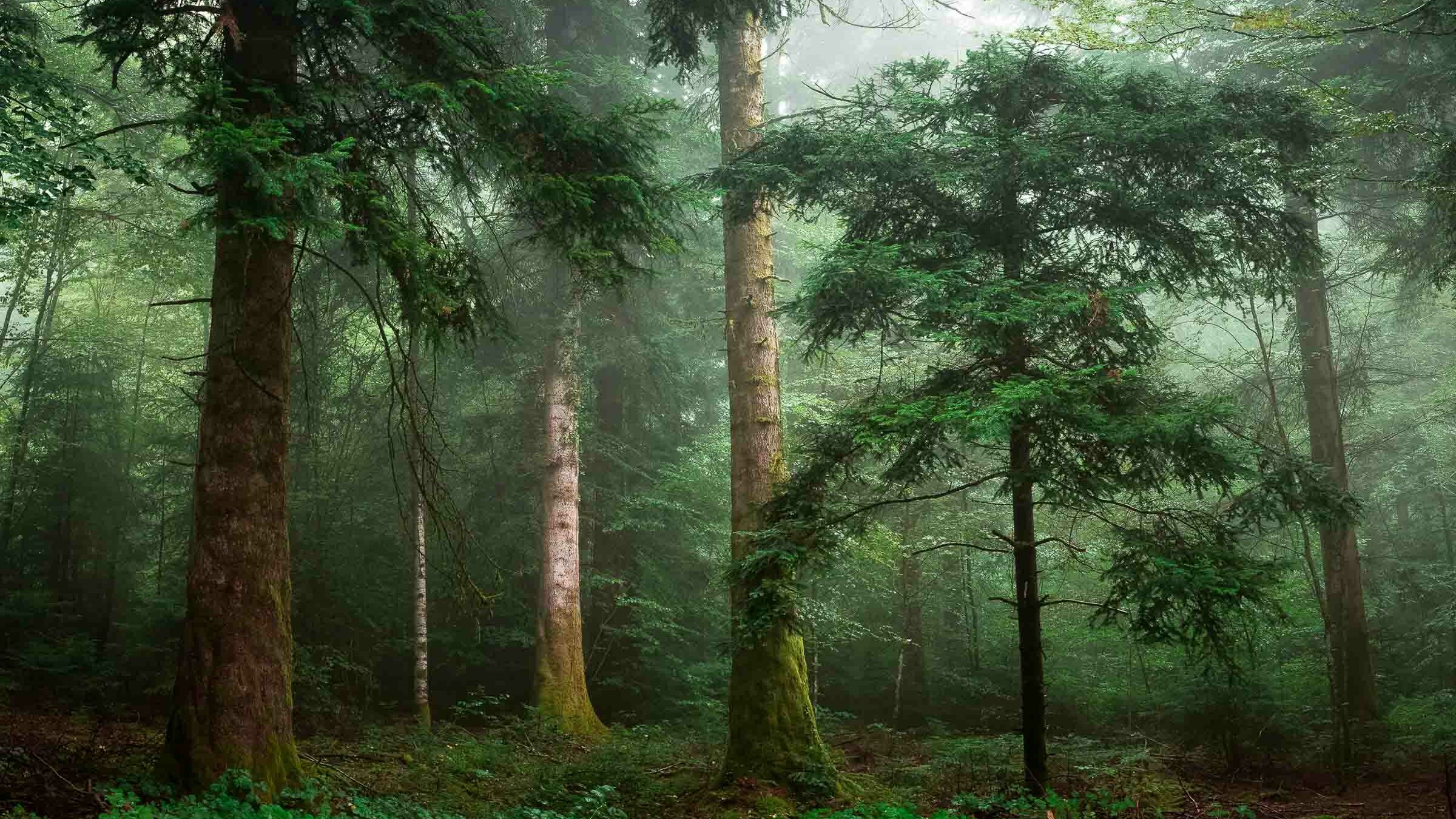 Waldbild mit leichten Tau